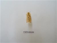 藏品(碎斑黃東燈蛾)的圖片
